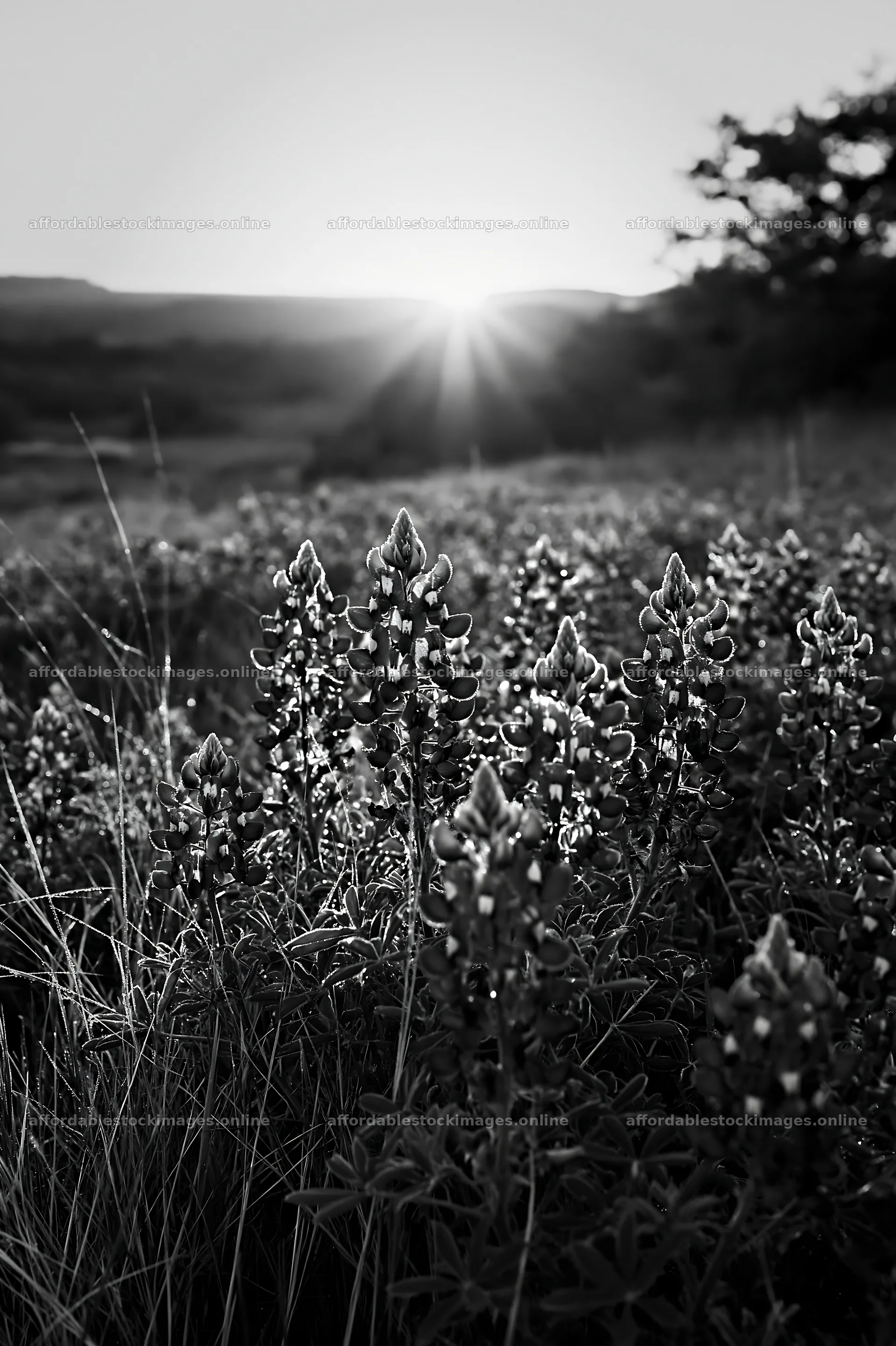 Bluebonnet meadow sunrise with blooming flowers and sun rays – stock images 6480x9722
