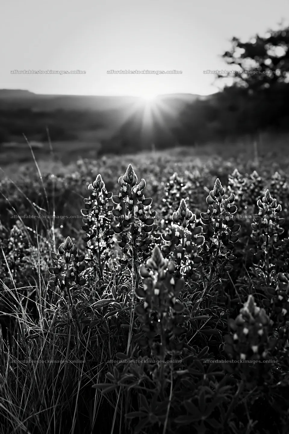 Bluebonnet meadow sunrise with blooming flowers and sun rays – stock images 6480x9722