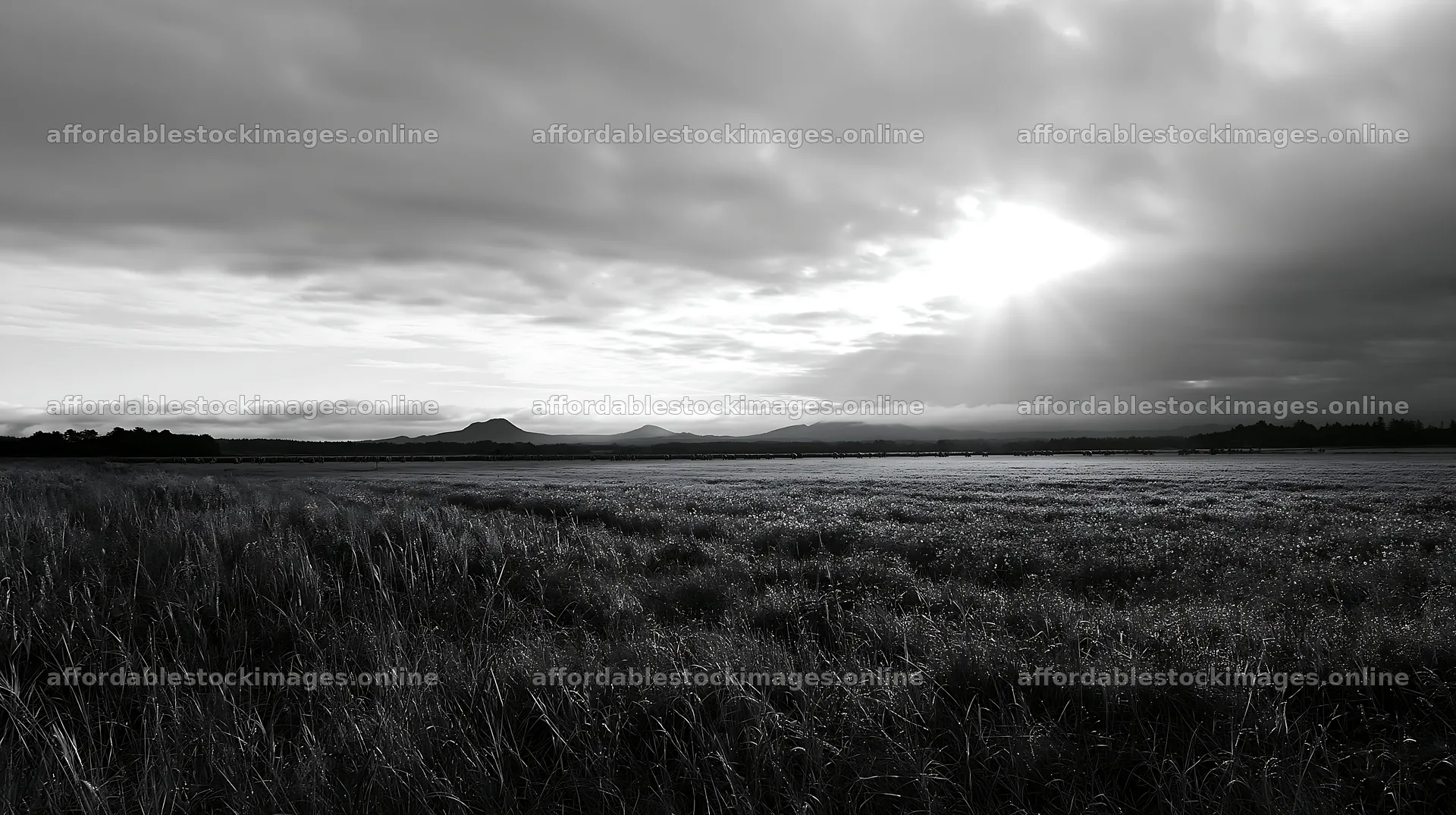 Expansive Hokkaido restoration meadow with dewdrops – stock images 10608x5938