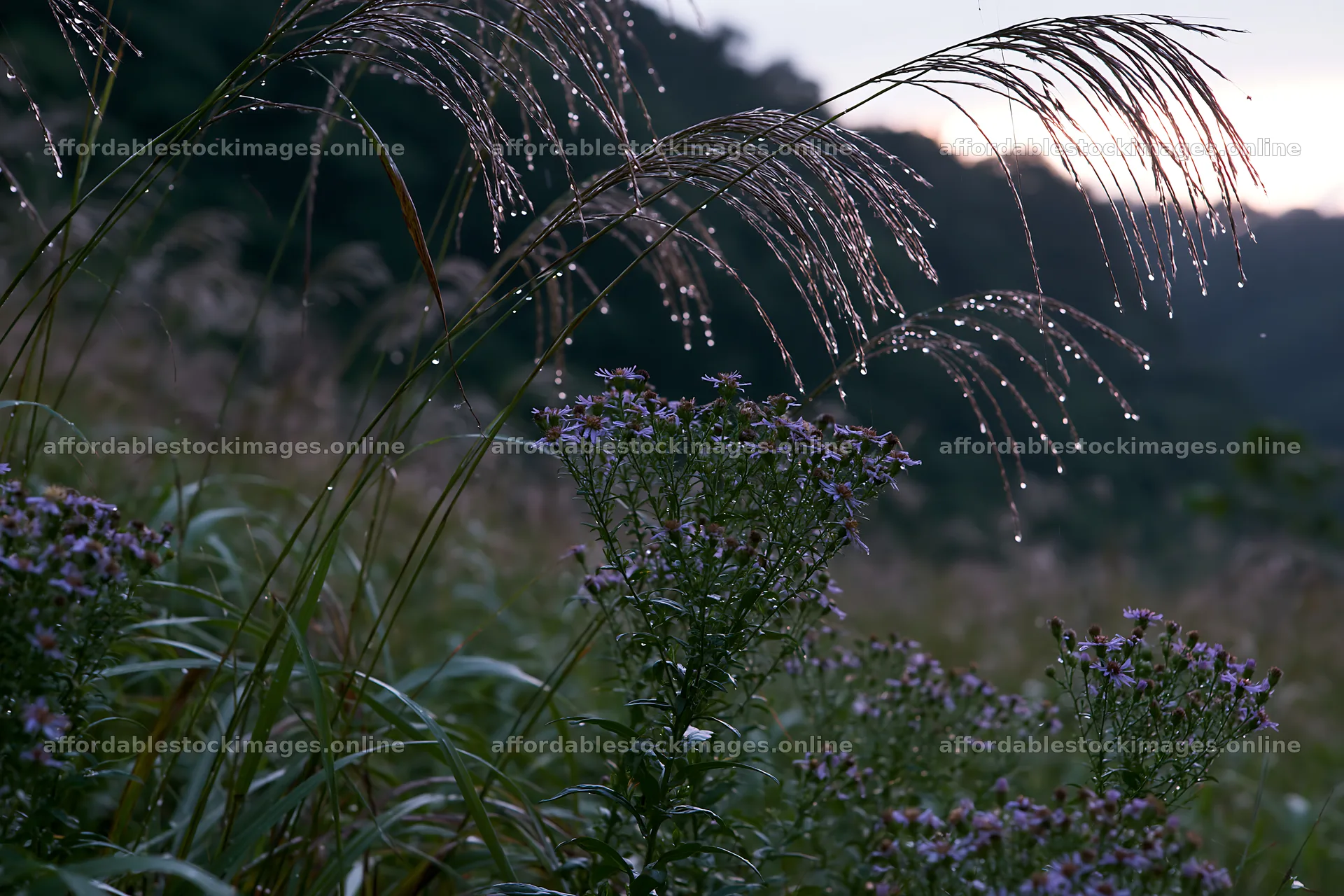 Fukui native grass meadow rain droplets shine in the sunlight – stock images 9722x6480