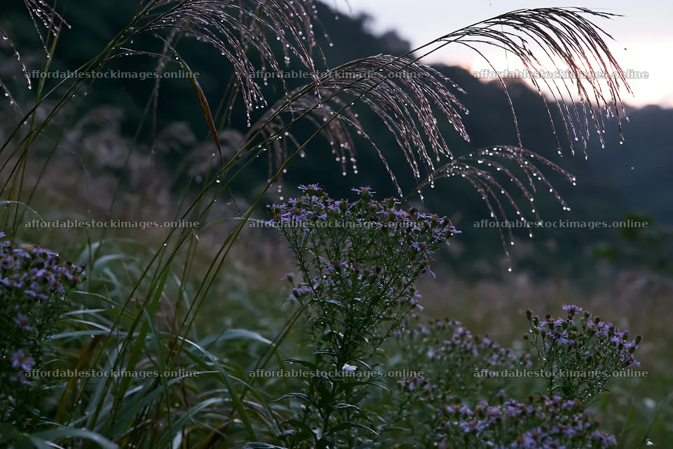 Fukui native grass meadow rain droplets shine in the sunlight – stock images 9722x6480