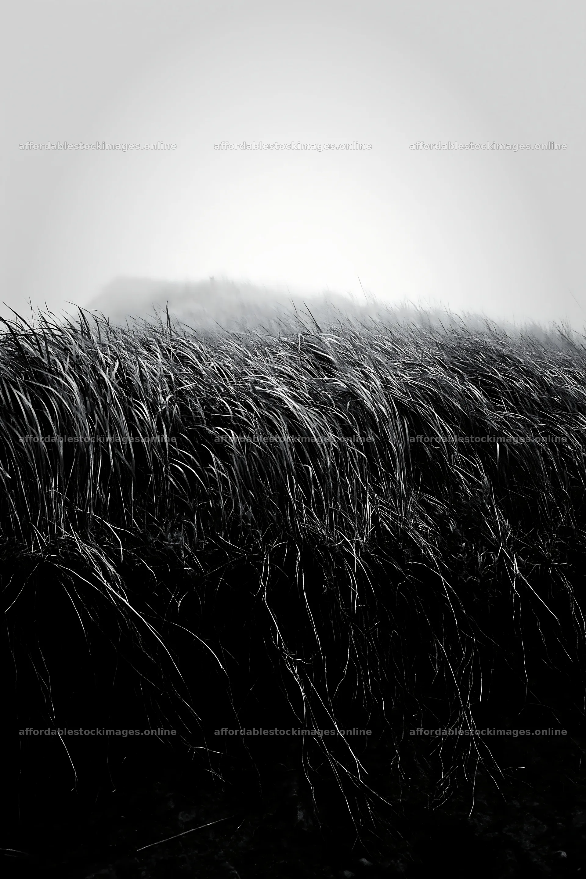 Tottori windy meadow with dune grasses in foggy weather – stock images 6480x9722