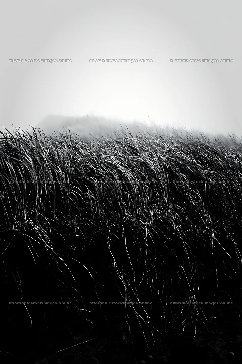 Tottori windy meadow with dune grasses in foggy weather – stock images 6480x9722