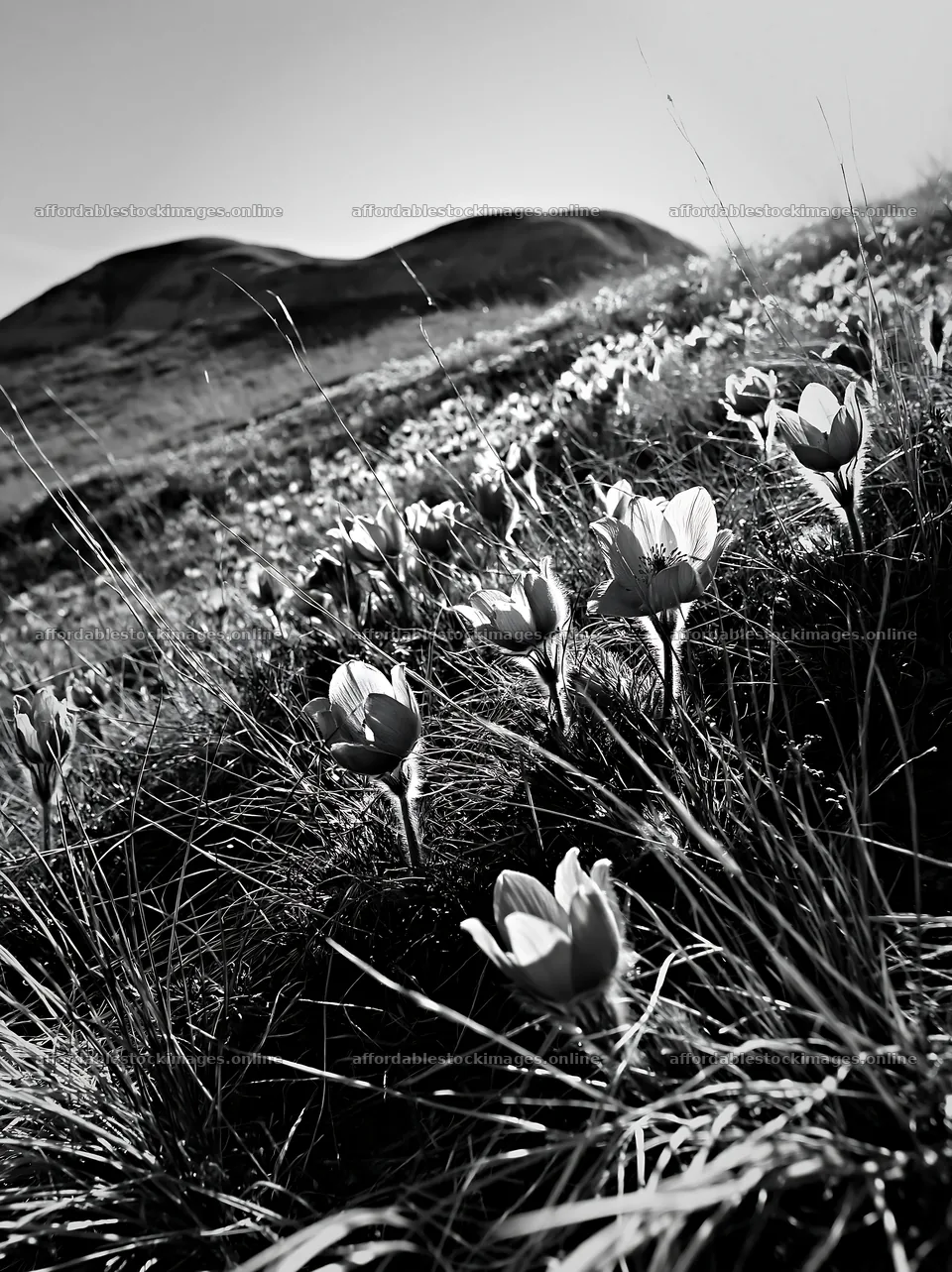 Sunny pasqueflower meadow under bright sky with green hills – stock images 6866x9174