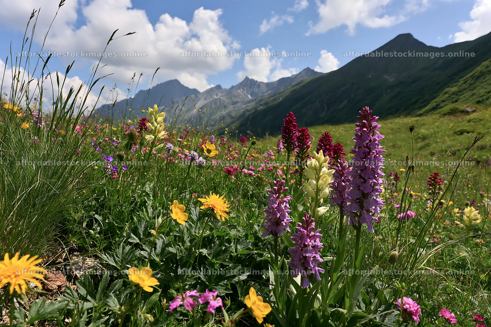Colorful orchid meadow with flowers under a blue sky – stock images 9722x6480