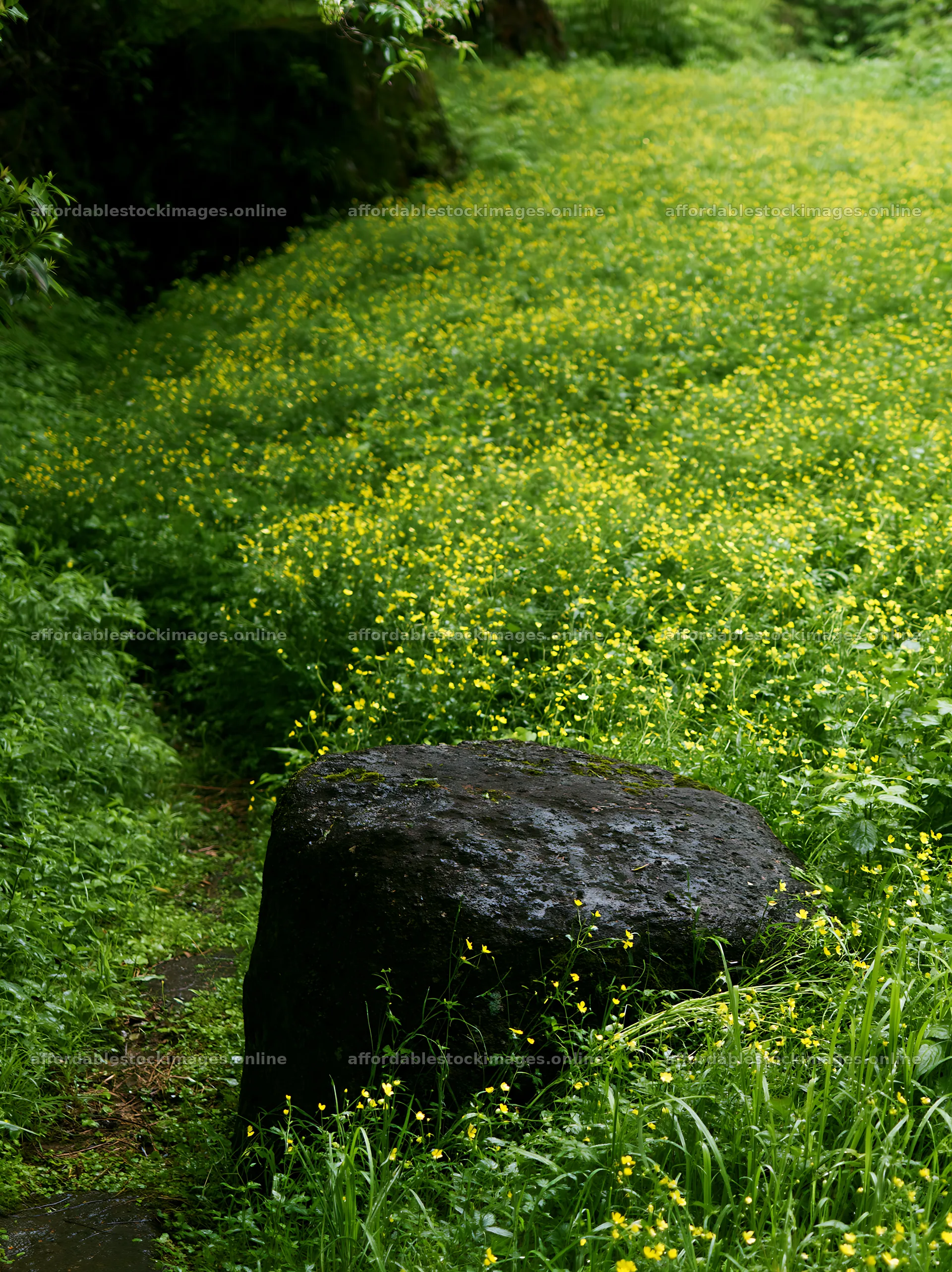 Kyoto spring wildflower meadow stone foreground – stock images 6866x9174