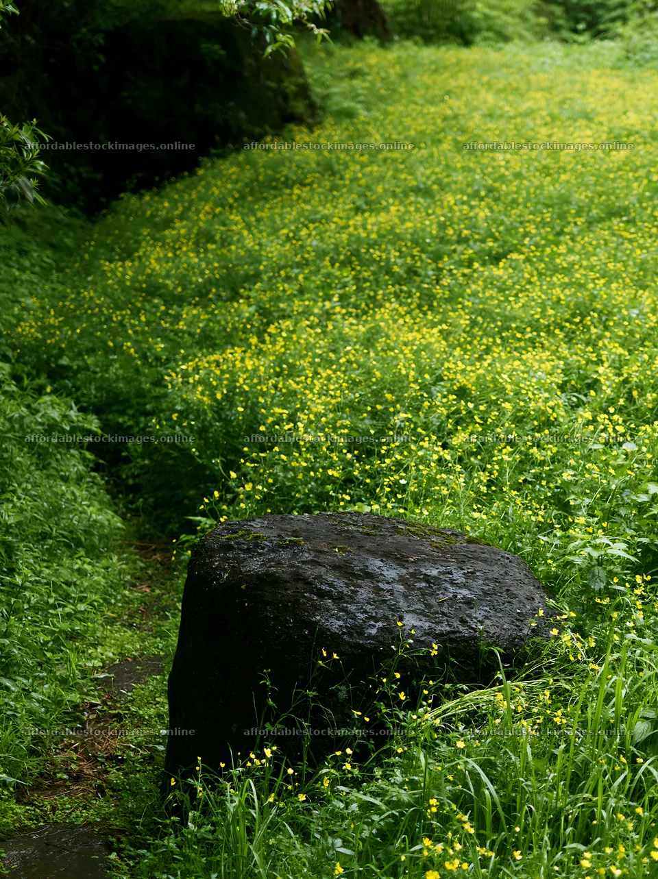 Kyoto spring wildflower meadow stone foreground – stock images 6866x9174