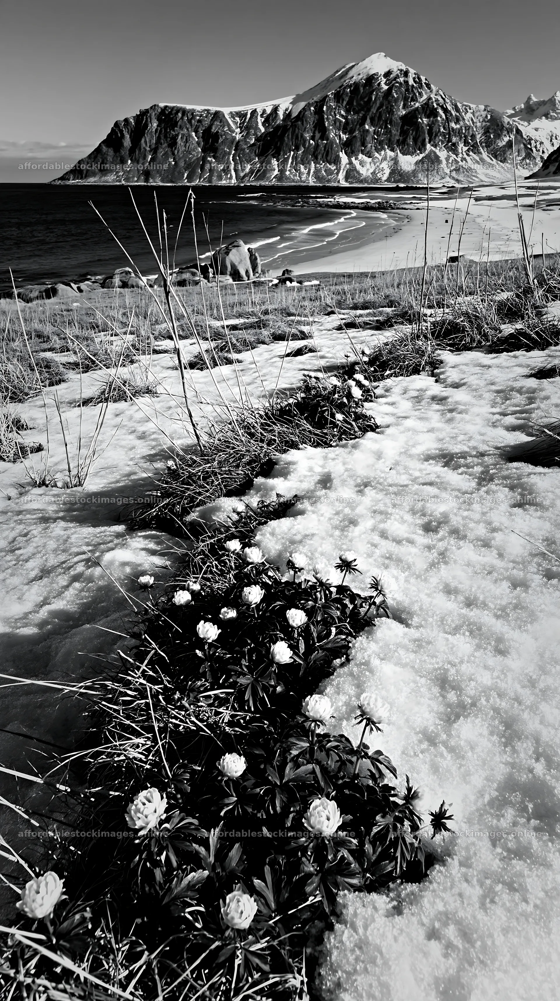 Lofoten coastal meadow with flowers and snow in winter – stock images 5938x10608