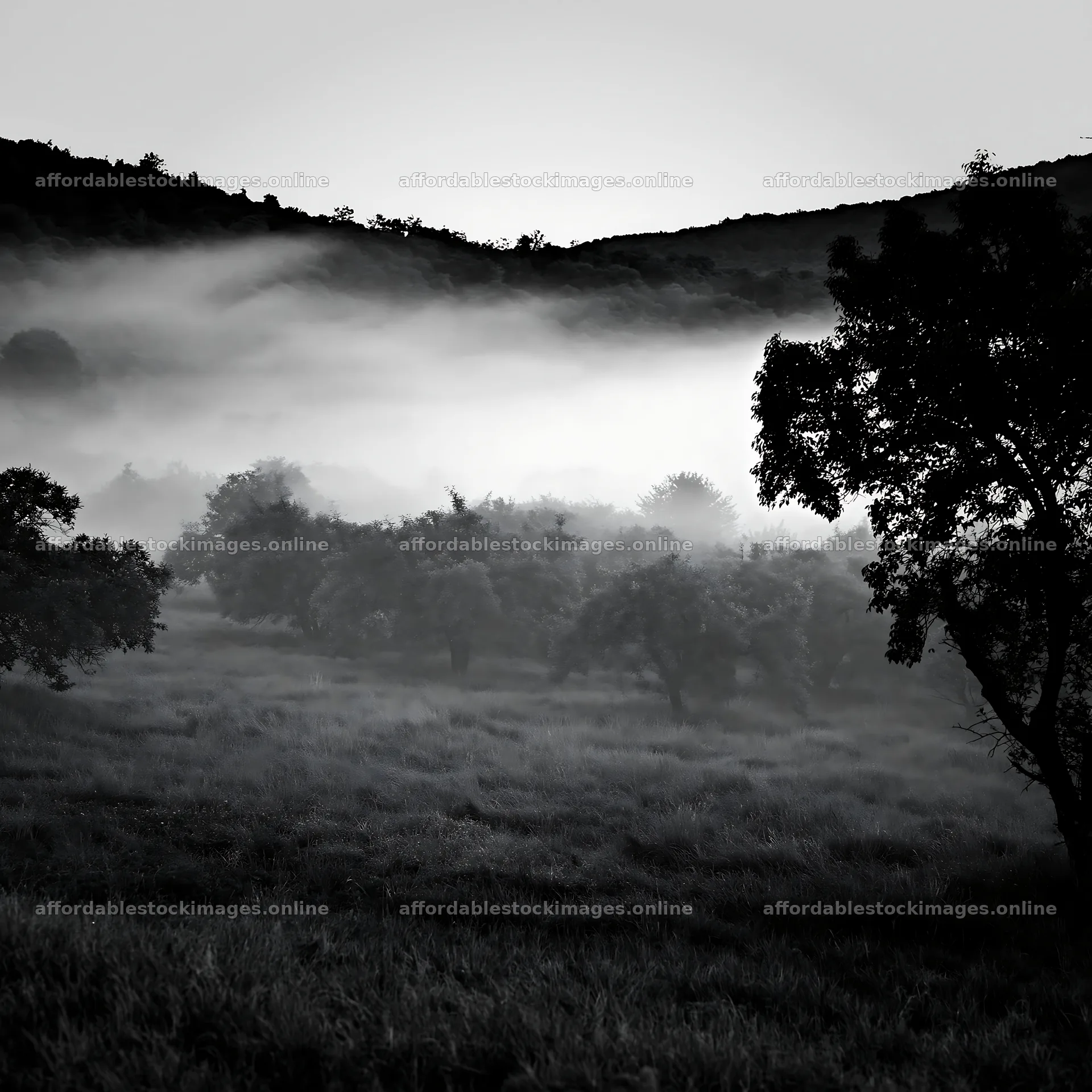 Valley apple meadow surrounded by mist and trees – stock images 7938x7938