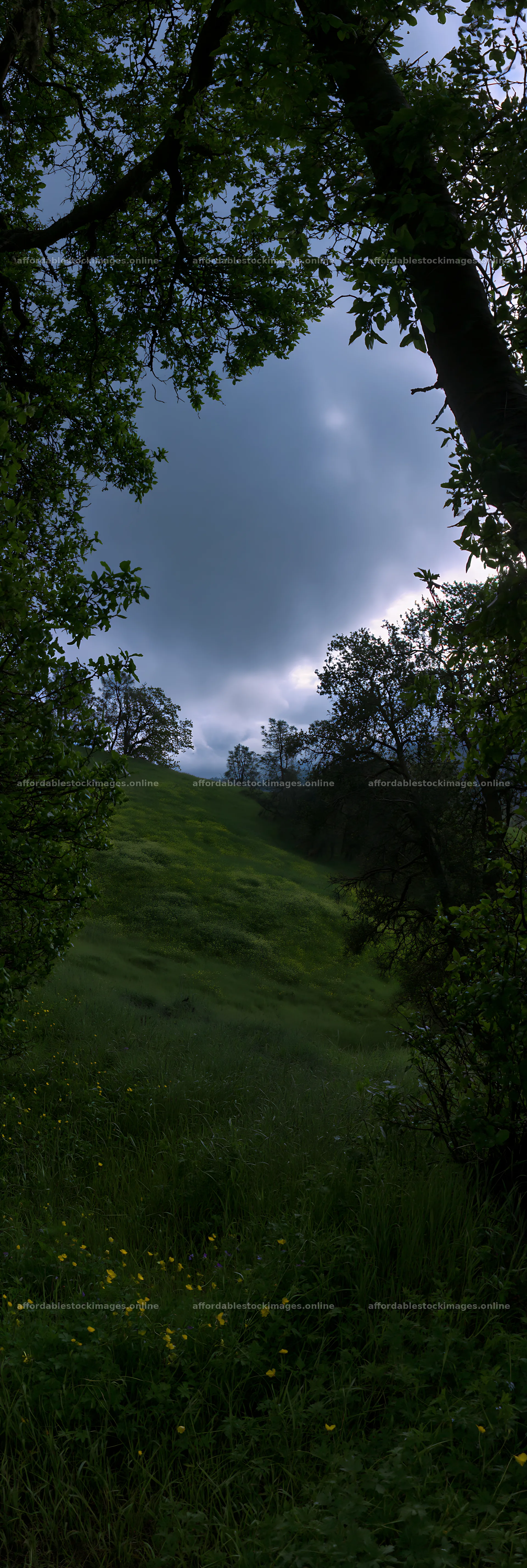 Cloudy foothill meadow surrounded by trees and grass – stock images 4602x13690
