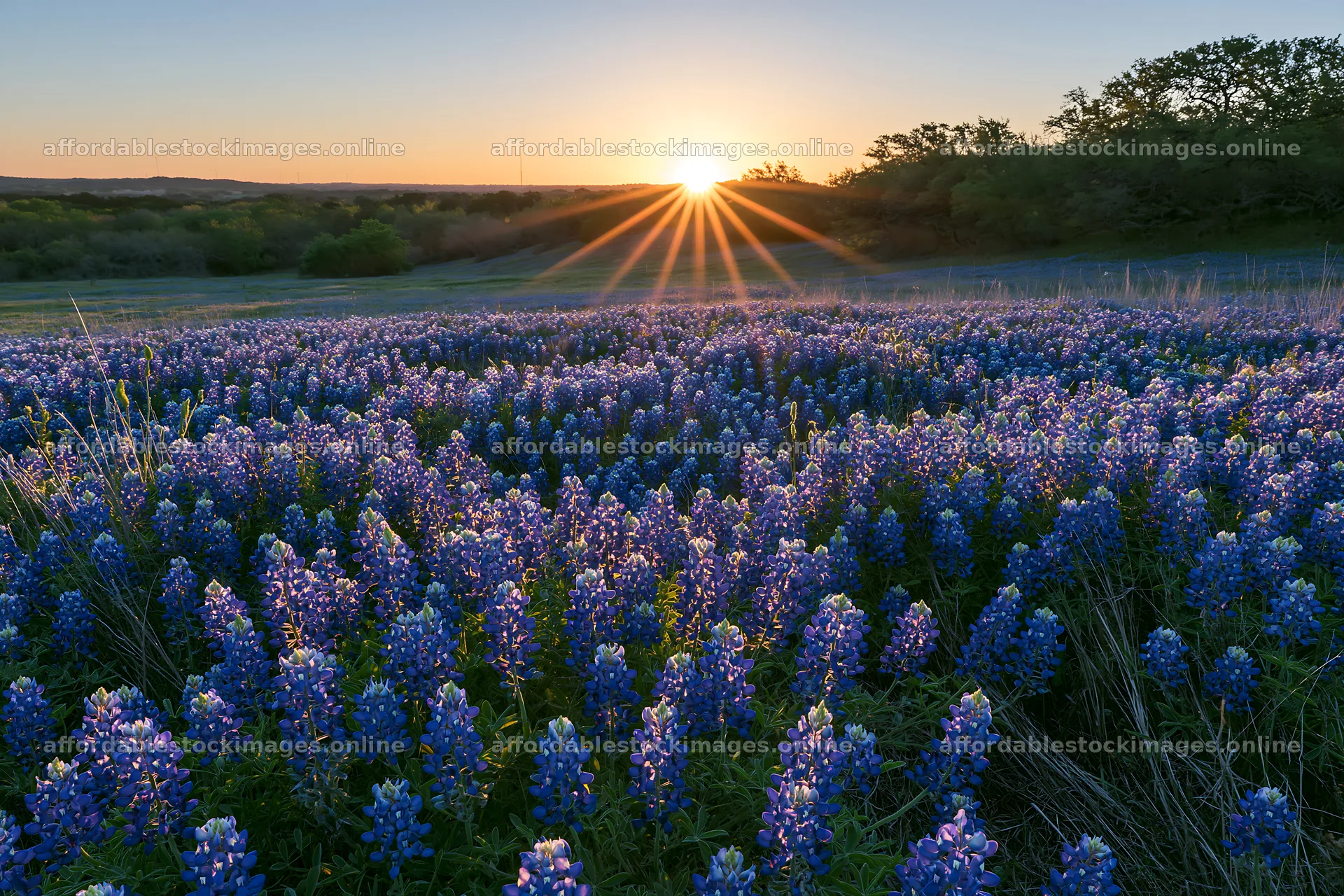 Bluebonnet meadow at sunrise with sun rays shining – stock images 9722x6480