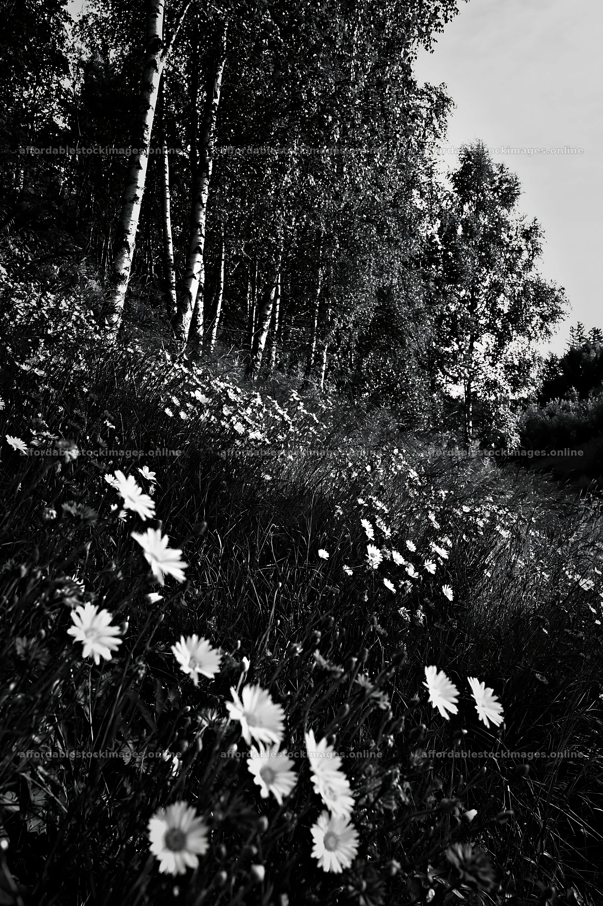 Birch grove with flowers in a meadow under soft light – stock images 6480x9722