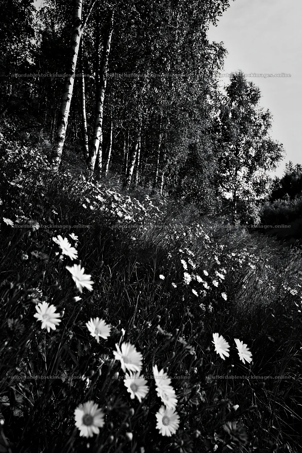 Birch grove with flowers in a meadow under soft light – stock images 6480x9722