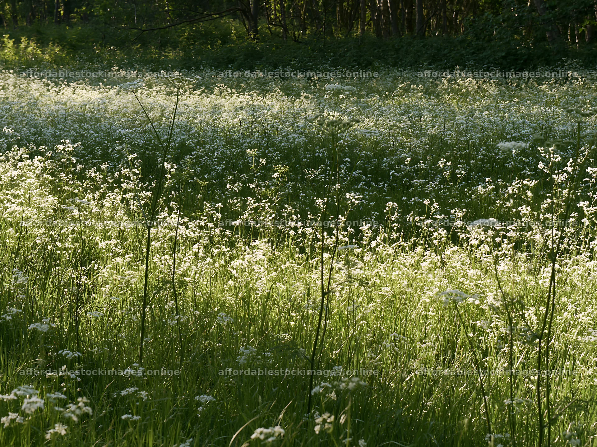 Cow parsley meadow with sunlight filtering through the trees – stock images 9174x6866