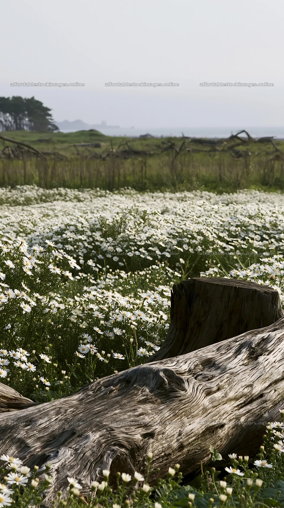 Chiba coastal climate meadow with driftwood and flowers – stock images 5938x10608