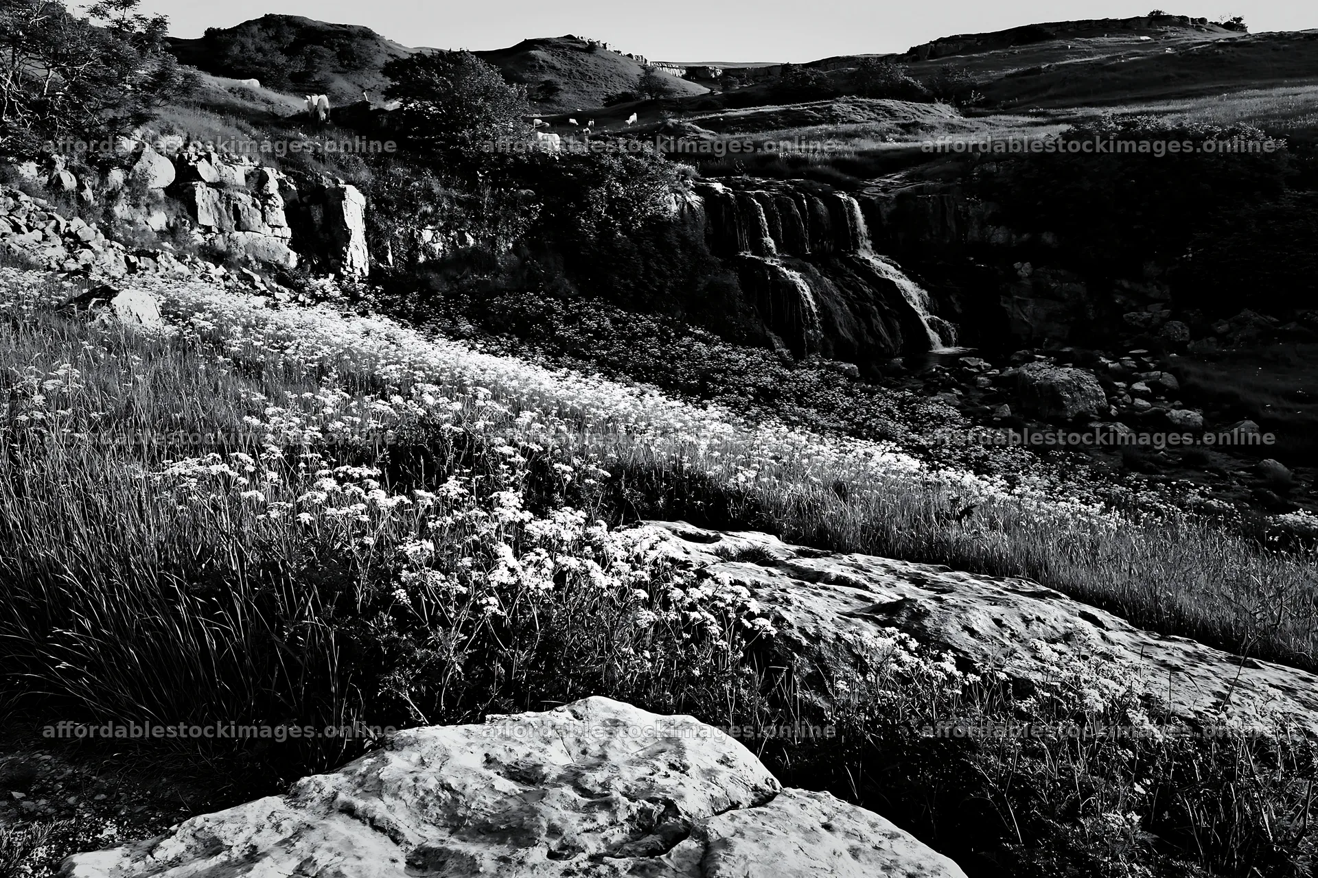 White wildflower meadow below waterfall in natural landscape – stock images 9722x6480