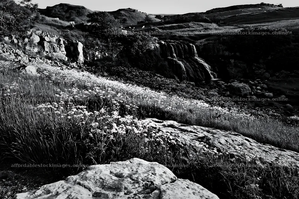White wildflower meadow below waterfall in natural landscape – stock images 9722x6480