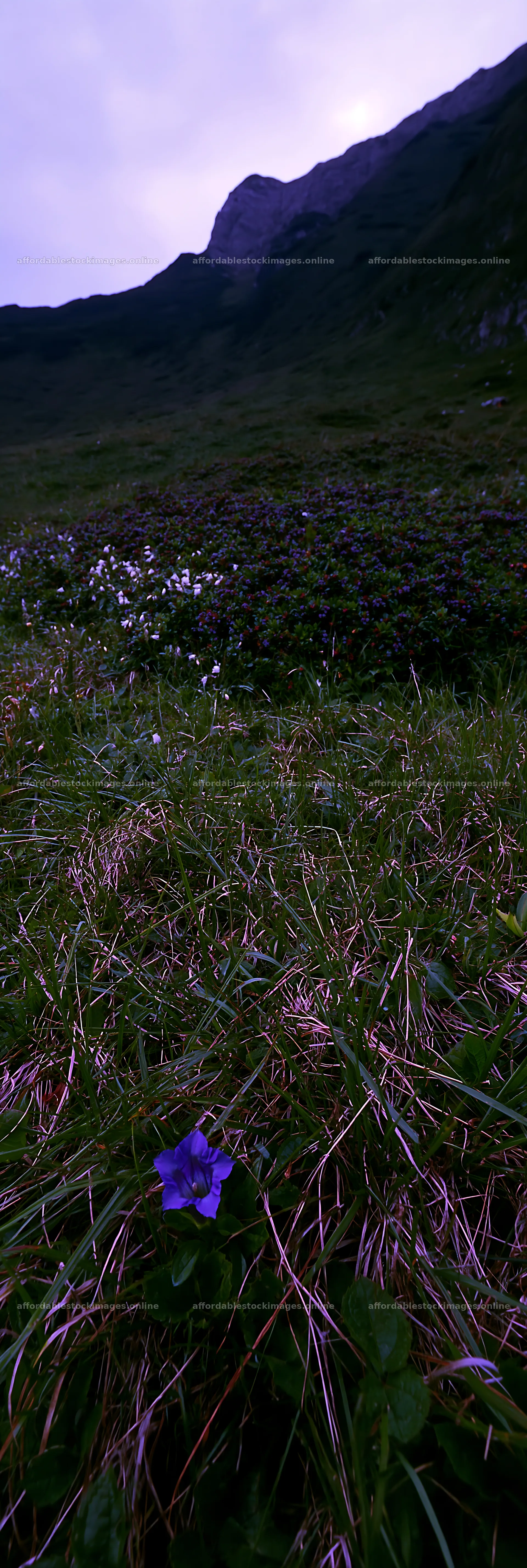 Biodiverse meadow with wildflowers in nature setting – stock images 4602x13690