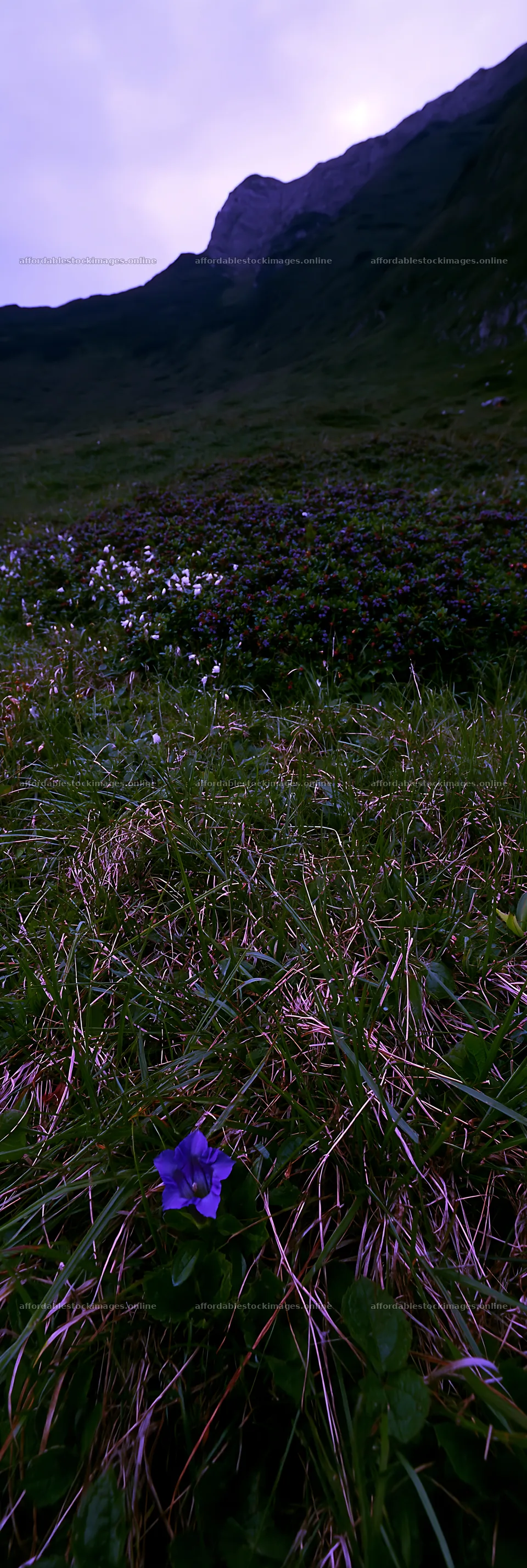 Biodiverse meadow with wildflowers in nature setting – stock images 4602x13690