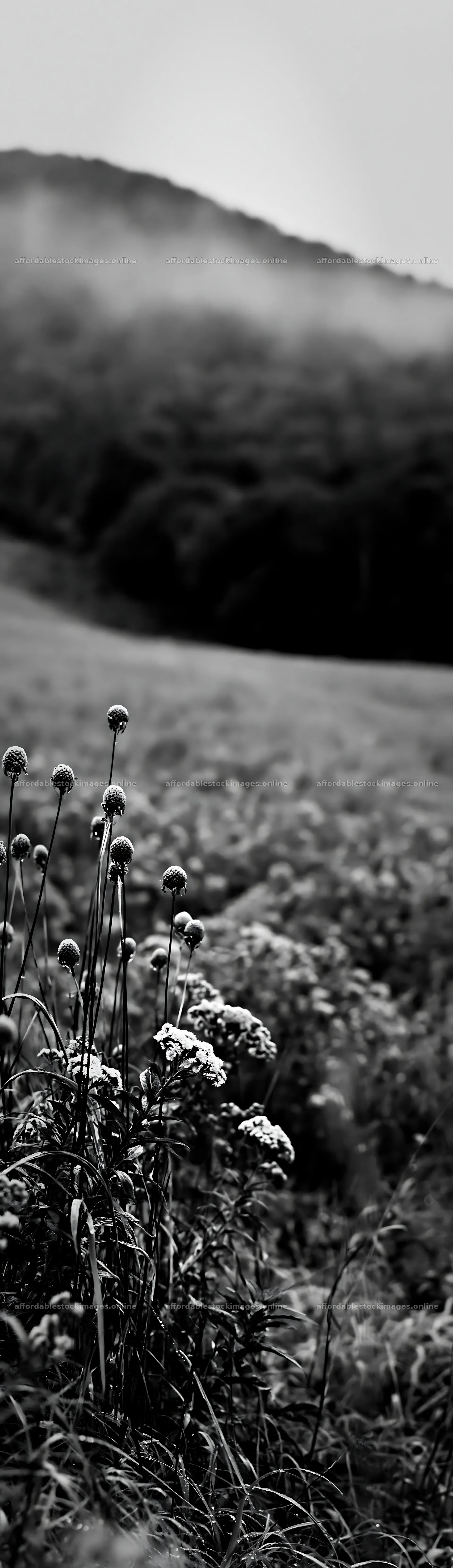 Iwate rain refreshed meadow seedhead foreground – stock images 4268x14762