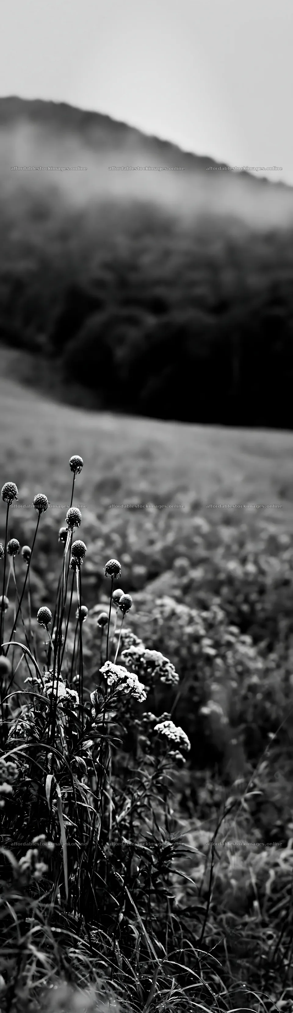 Iwate rain refreshed meadow seedhead foreground – stock images 4268x14762