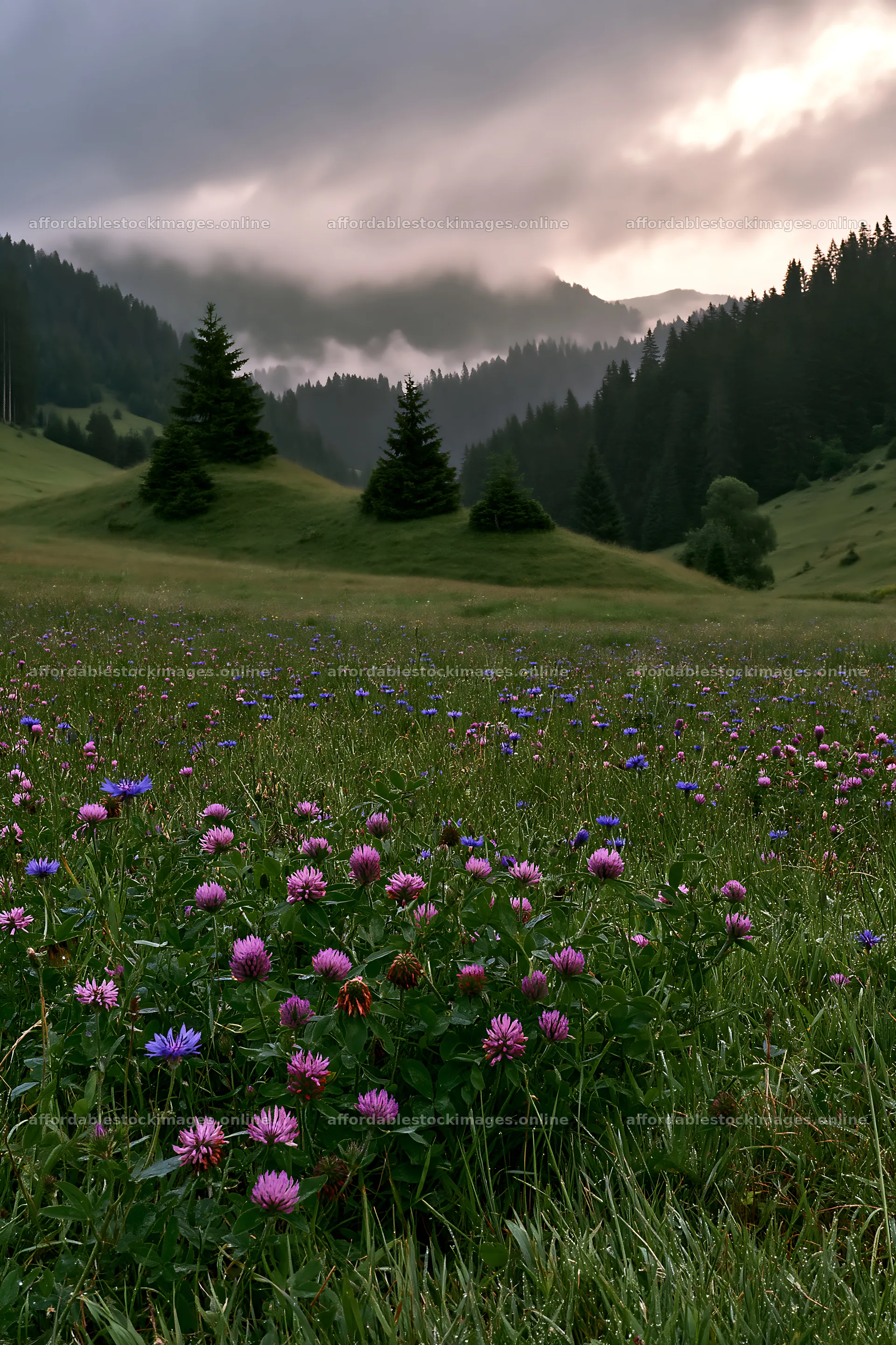 Clover cornflower meadow with mountains in the background – stock images 6480x9722