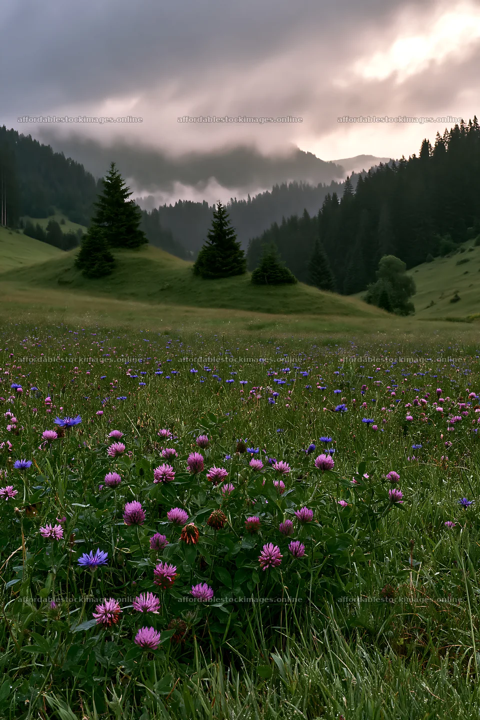 Clover cornflower meadow with mountains in the background – stock images 6480x9722