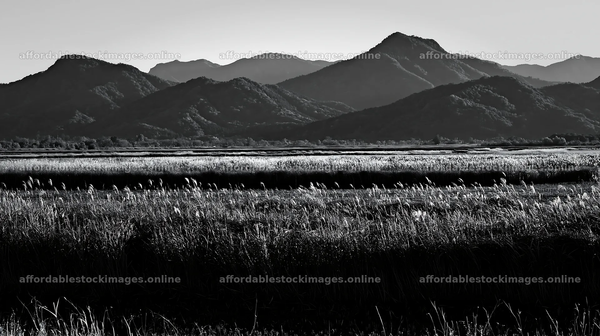 Shiga wetland meadow climate adaptation reeds with mountains – stock images 10608x5938