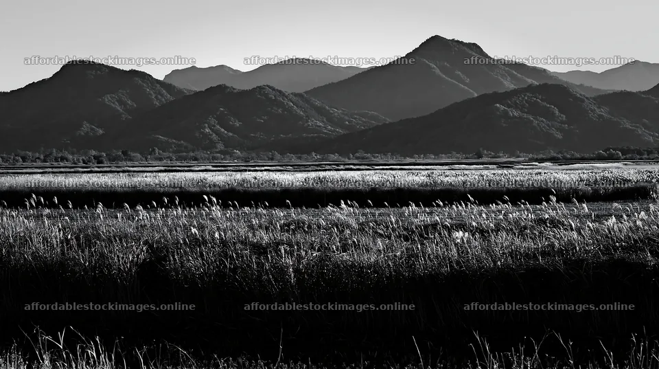 Shiga wetland meadow climate adaptation reeds with mountains – stock images 10608x5938