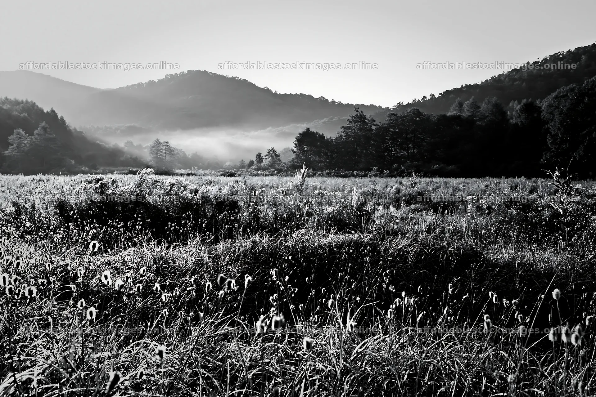 Iwate rain refreshed meadow seedhead foreground – stock images 9722x6480