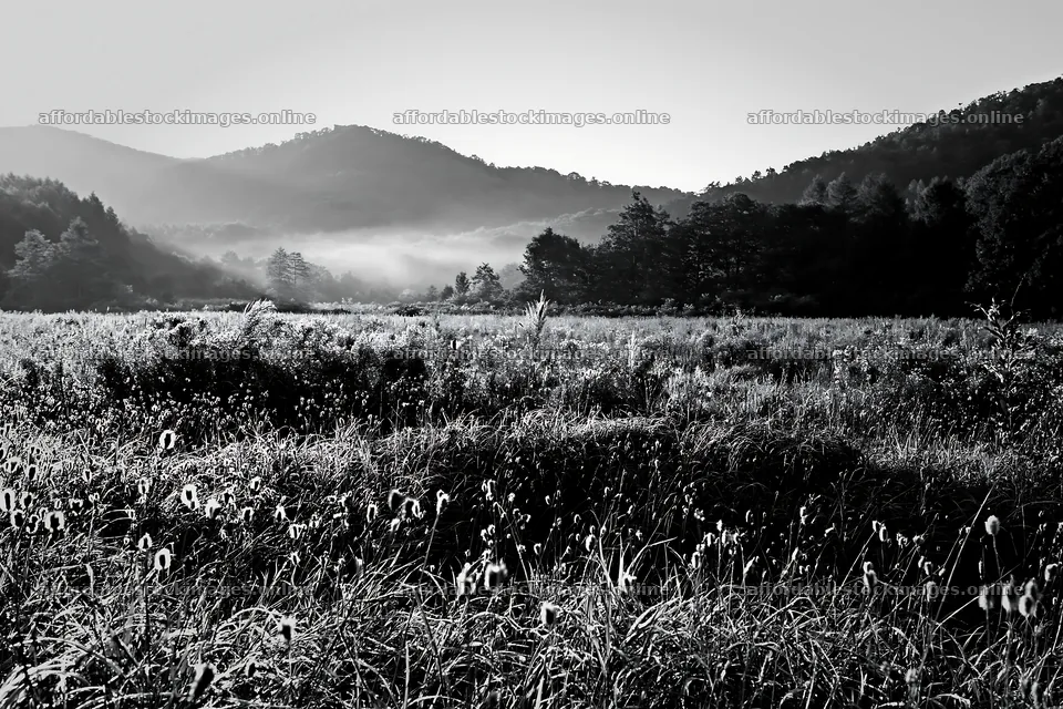 Iwate rain refreshed meadow seedhead foreground – stock images 9722x6480
