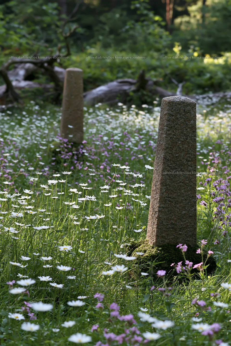 Expansive Christmas meadow with white daisies and driftwood – stock images 6480x9722