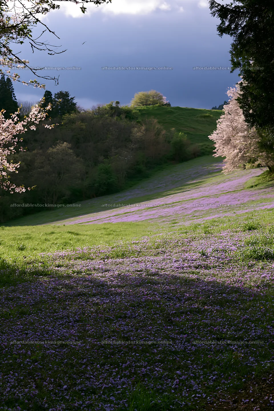 Fukuoka spring meadow fallen blossom foreground with purple – stock images 6480x9722