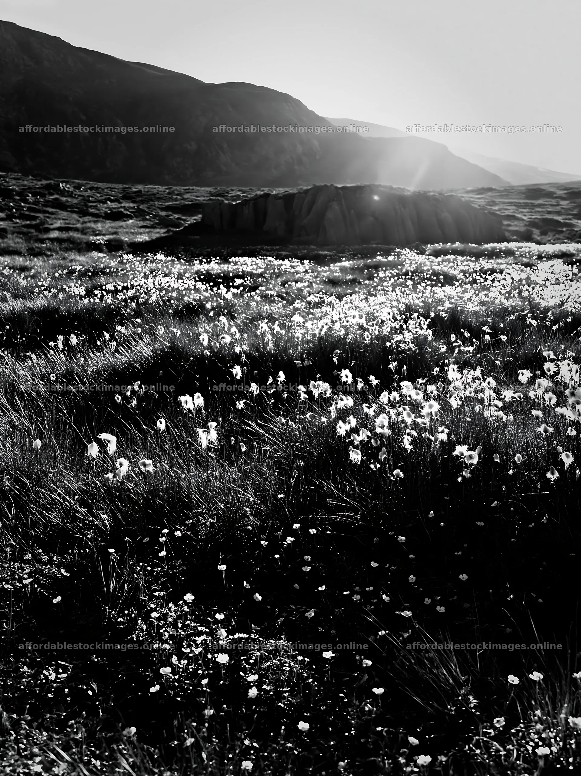 Cottongrass meadow under soft sunlight in the mountains – stock images 6866x9174