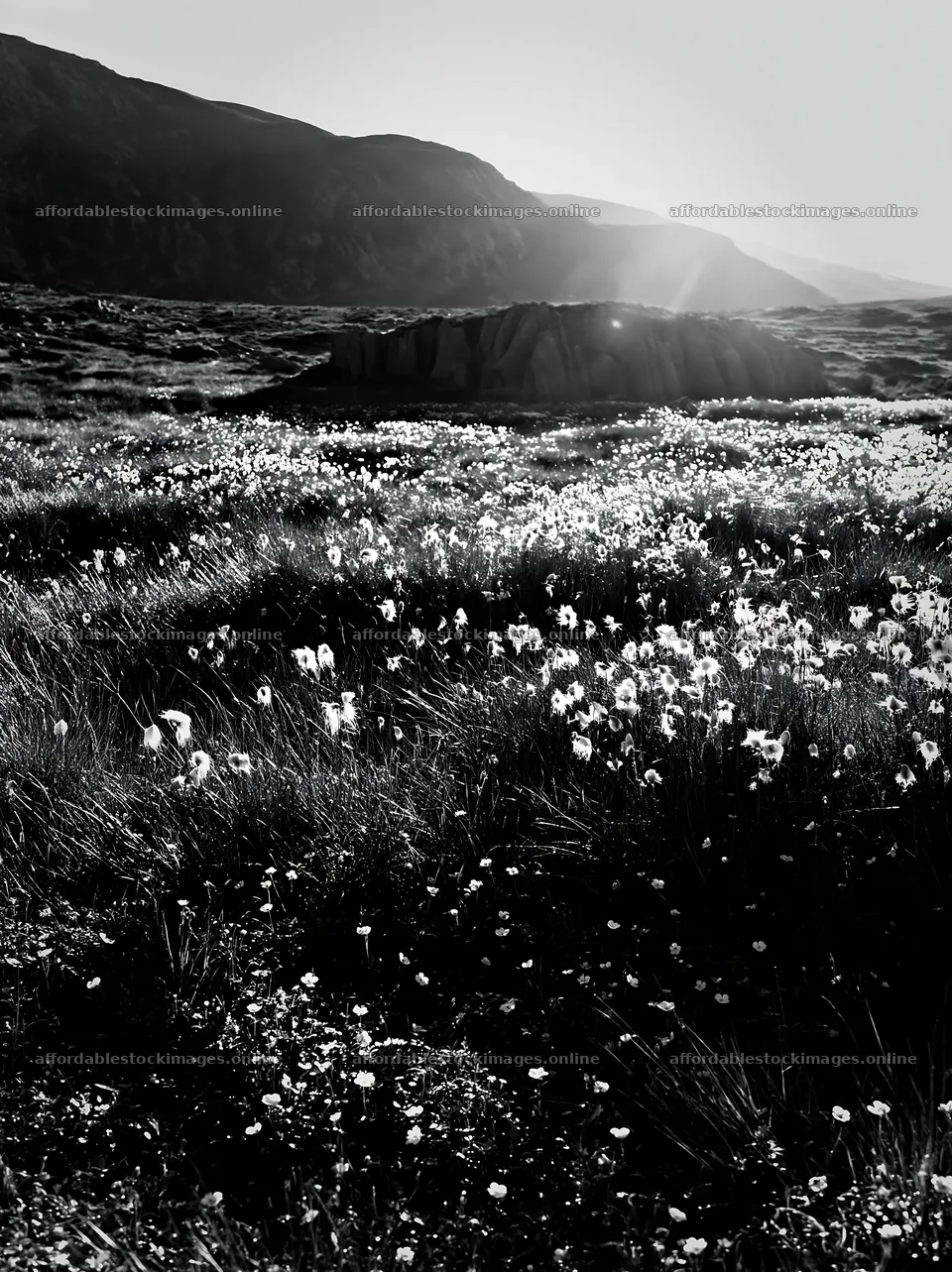 Cottongrass meadow under soft sunlight in the mountains – stock images 6866x9174
