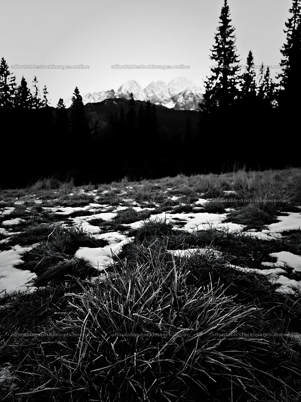 Tatra Mountains meadow in spring during snowmelt – stock images 6866x9174
