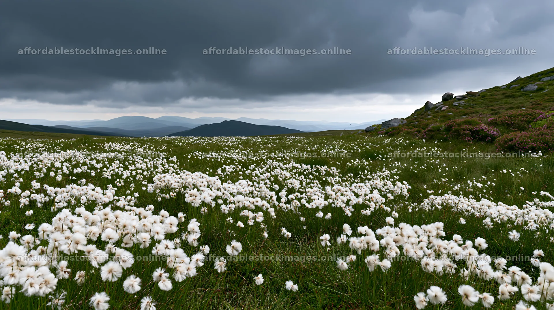 Cottongrass meadow glow under dark clouds – stock images 10608x5938