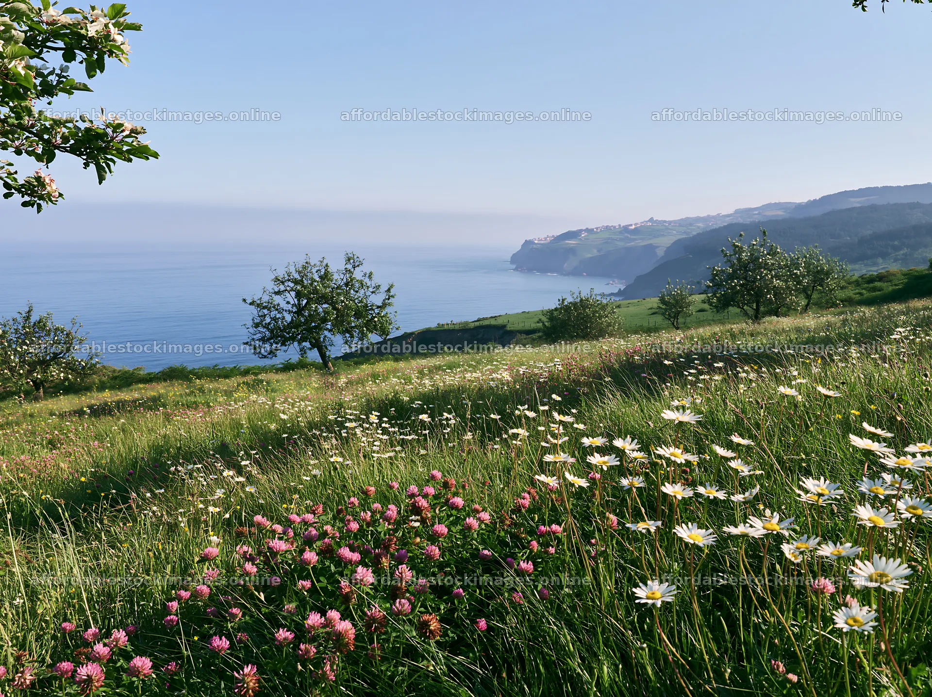 Spring orchard meadow with flowers near the coast – stock images 9174x6866