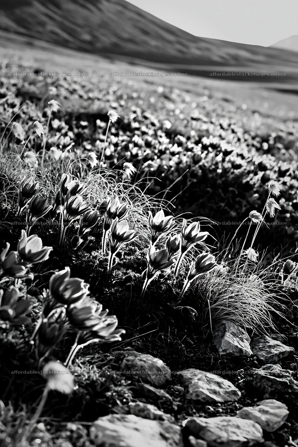 Sunny limestone meadow with flowers below mountains – stock images 6480x9722