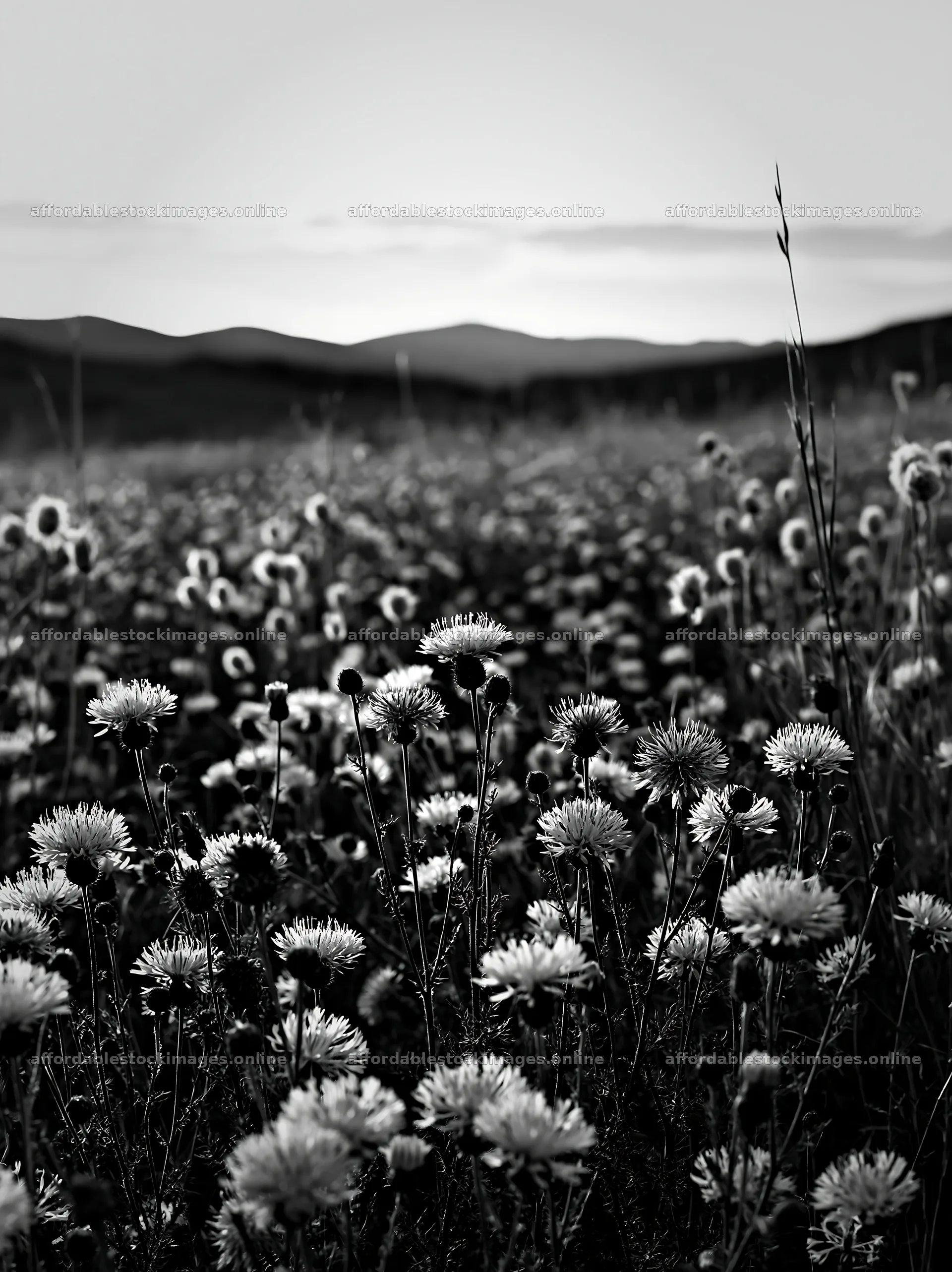Violet knapweed meadow at sunset in black and white – stock images 6866x9174