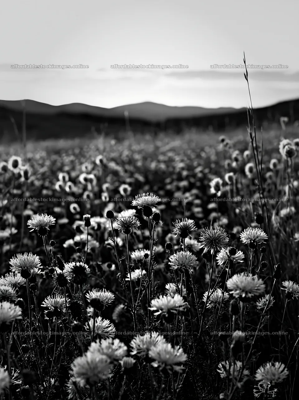 Violet knapweed meadow at sunset in black and white – stock images 6866x9174