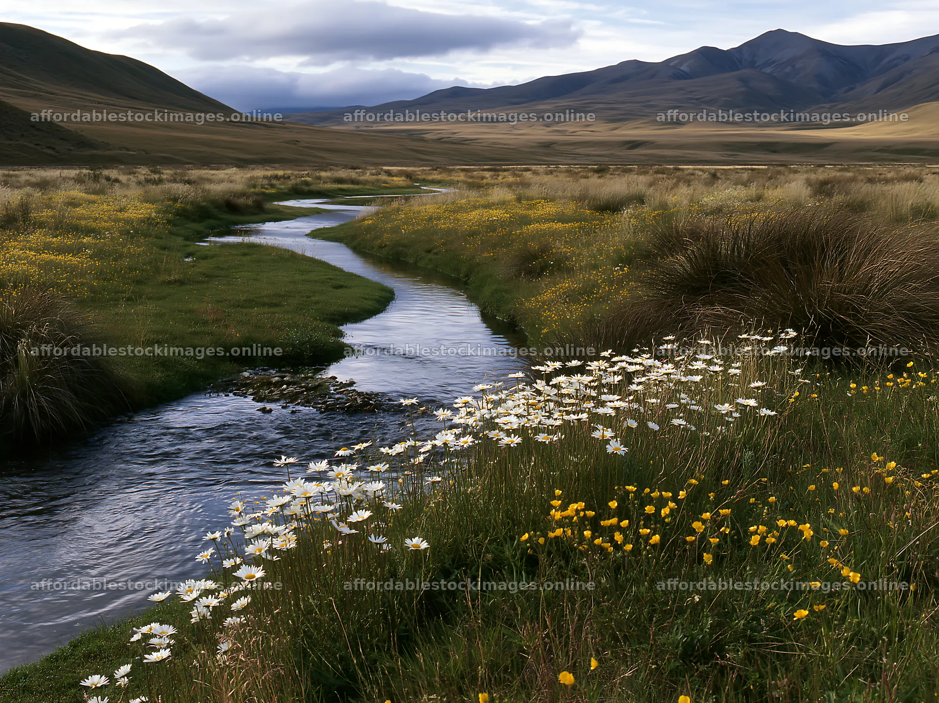 Winding stream through meadow with flowers and mountains – stock images 9174x6866