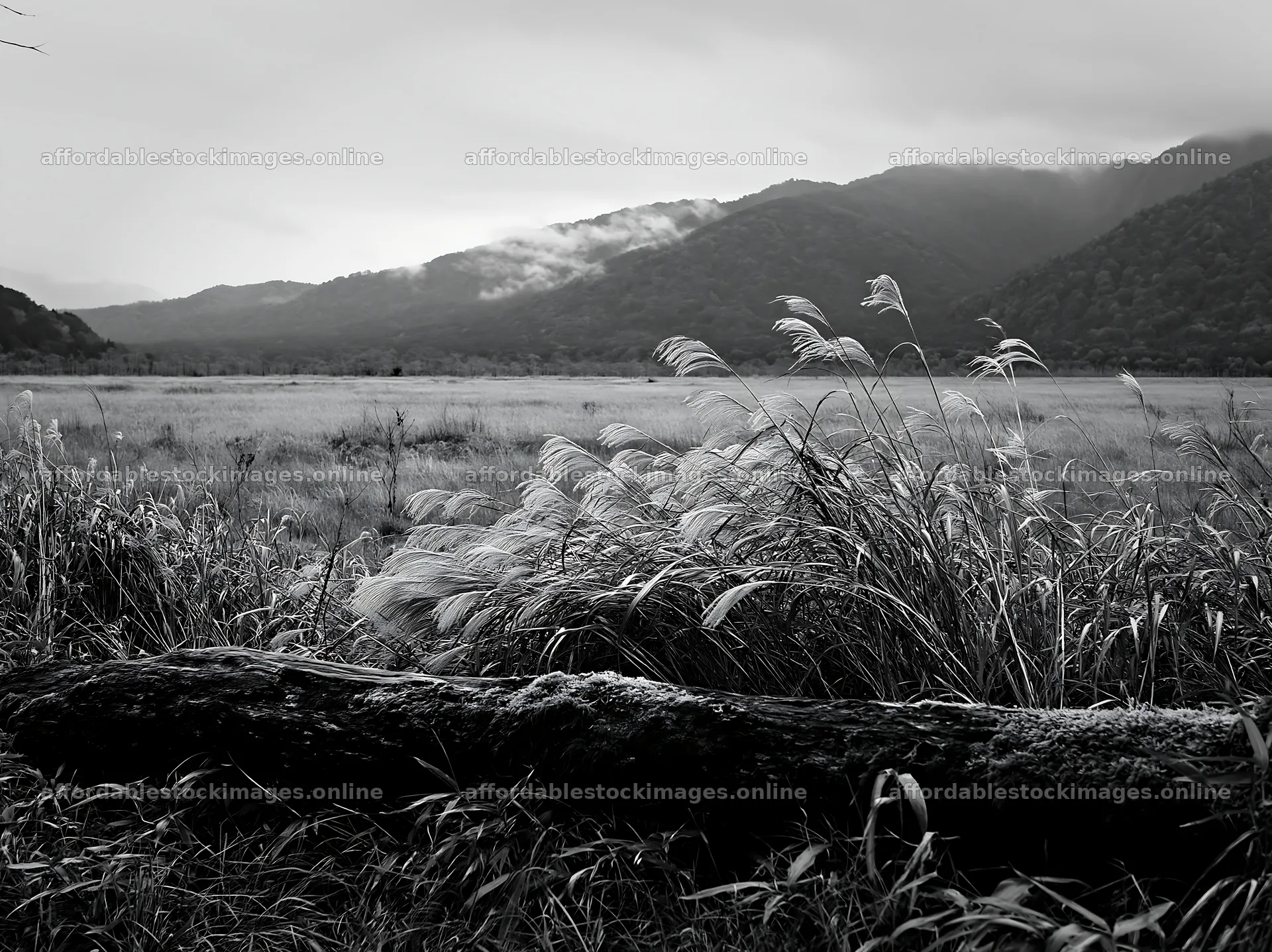 Gifu low carbon meadow mossy log near grassy field and mountains – stock images 9174x6866