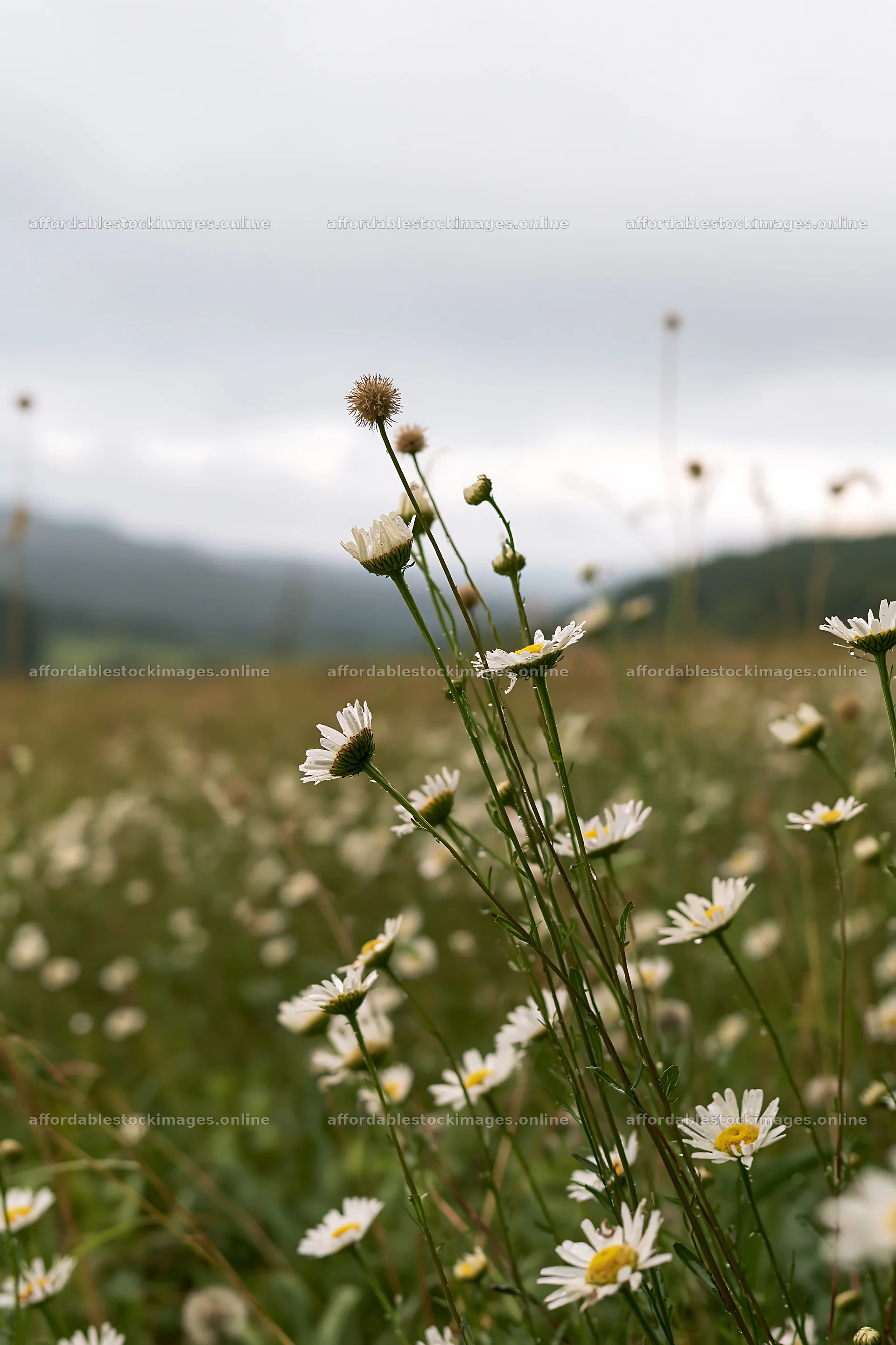 Iwate rain refreshed meadow seedhead foreground with flowers – stock images 6480x9722