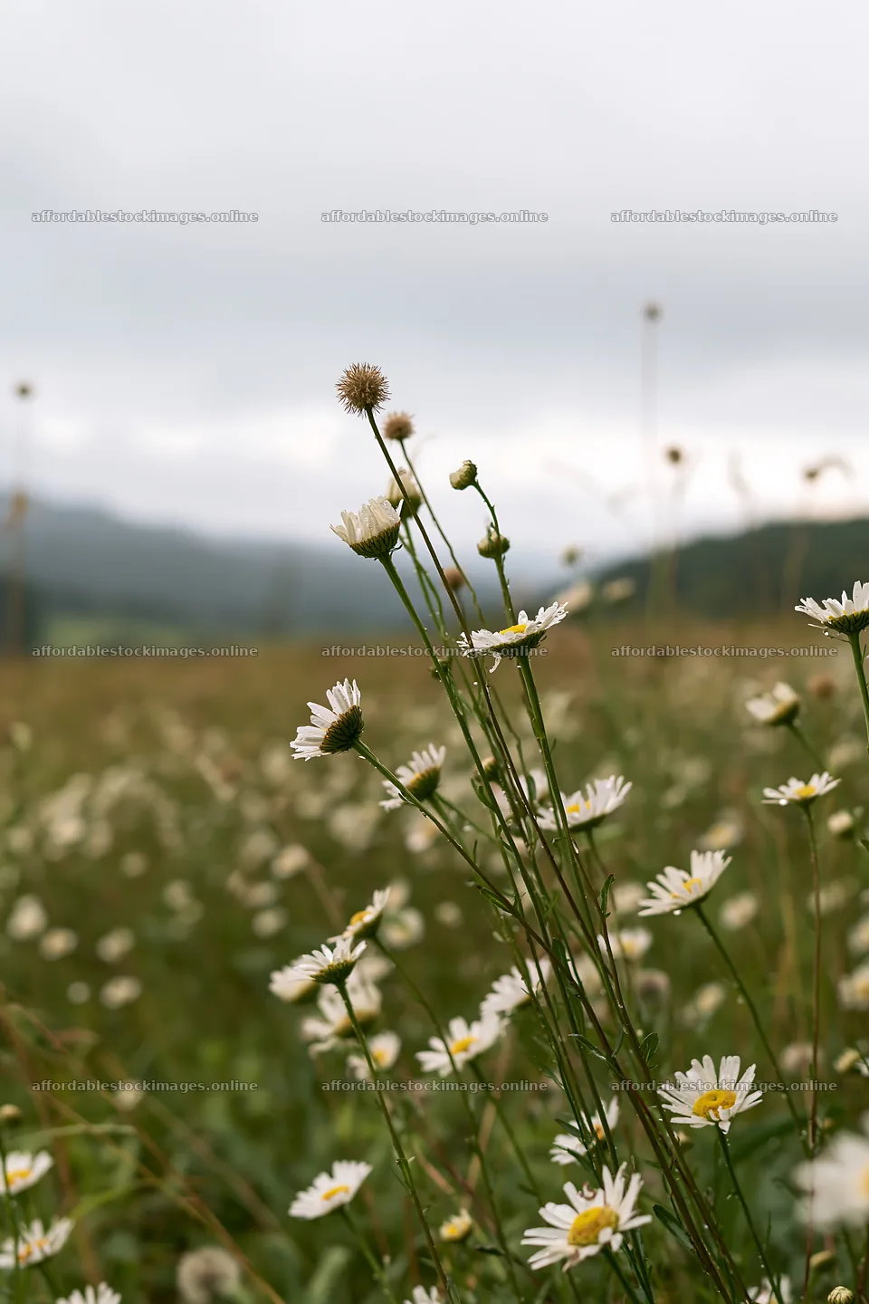 Iwate rain refreshed meadow seedhead foreground with flowers – stock images 6480x9722