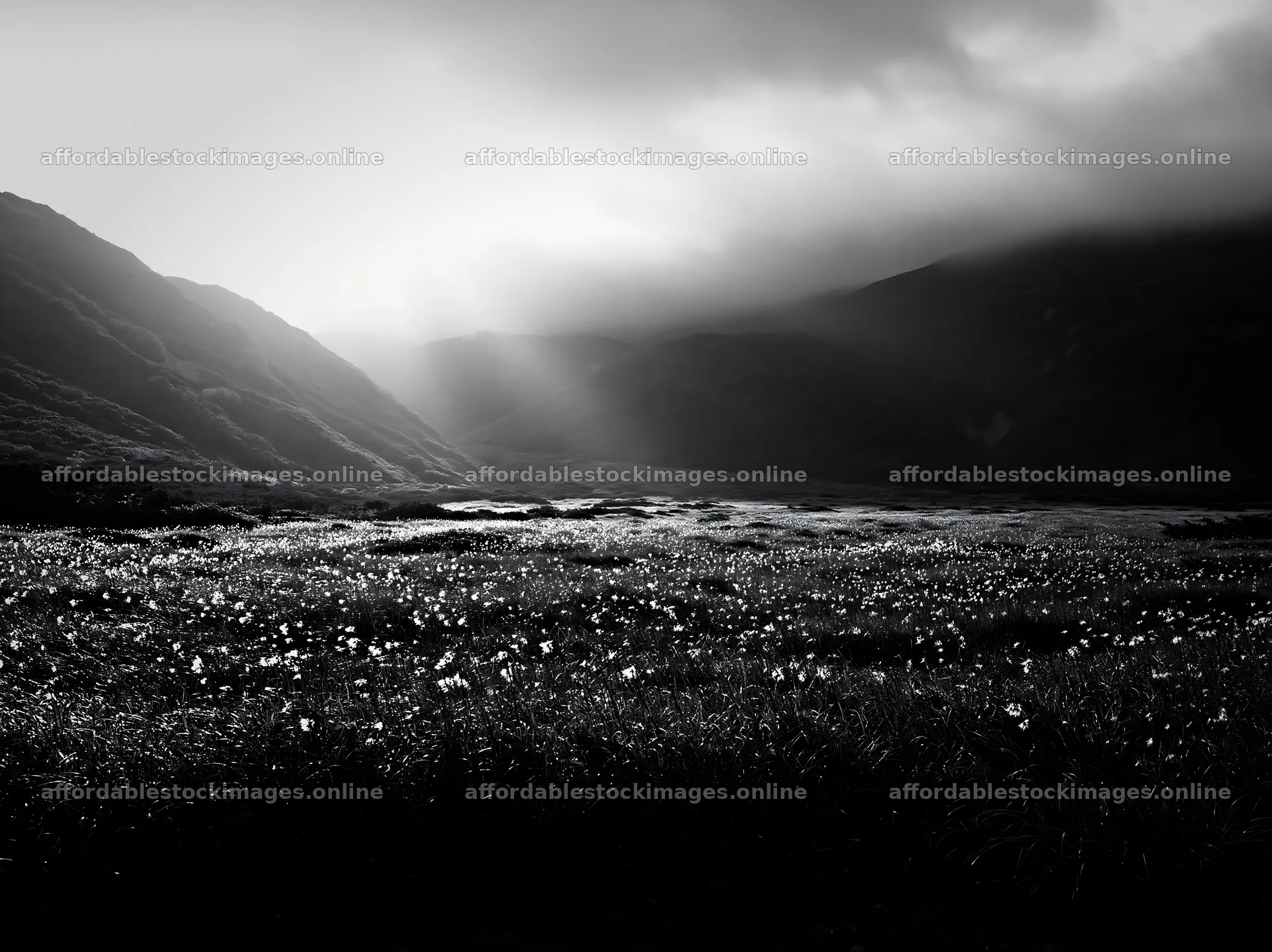 Akita snowmelt meadow with silver grasses under dramatic light – stock images 9174x6866