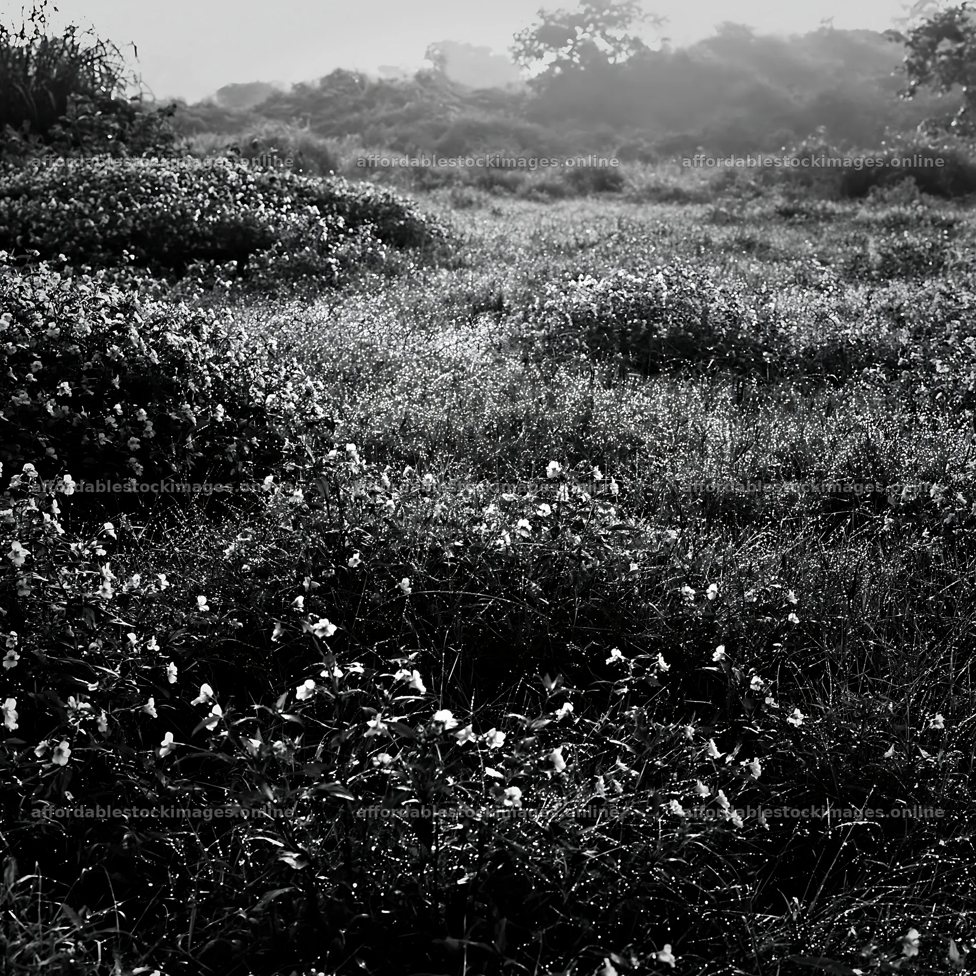 Kochi monsoon meadow with rain beaded grasses – stock images 7938x7938