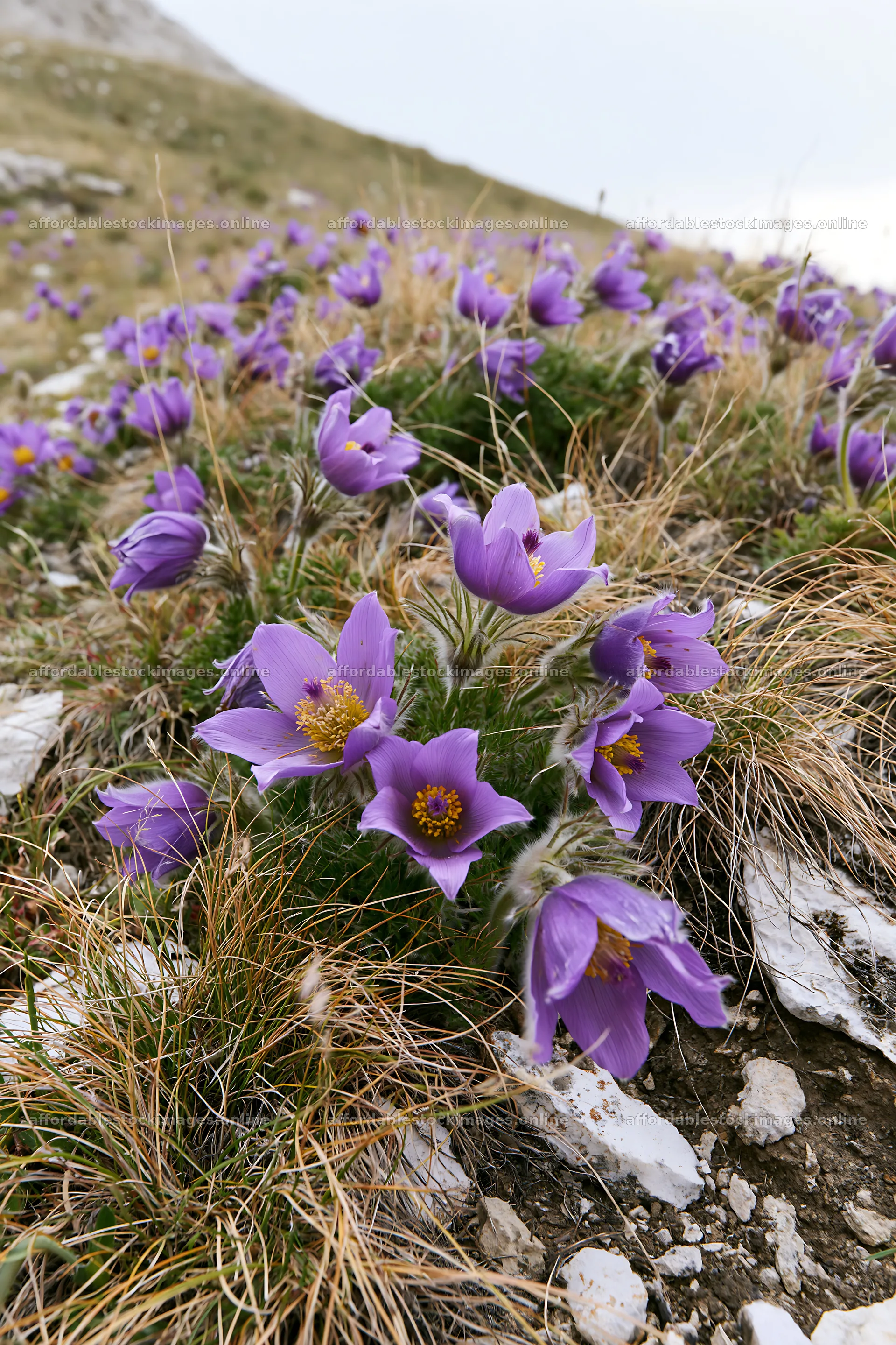 Cloudy meadow with pasque flowers in full bloom – stock images 6480x9722