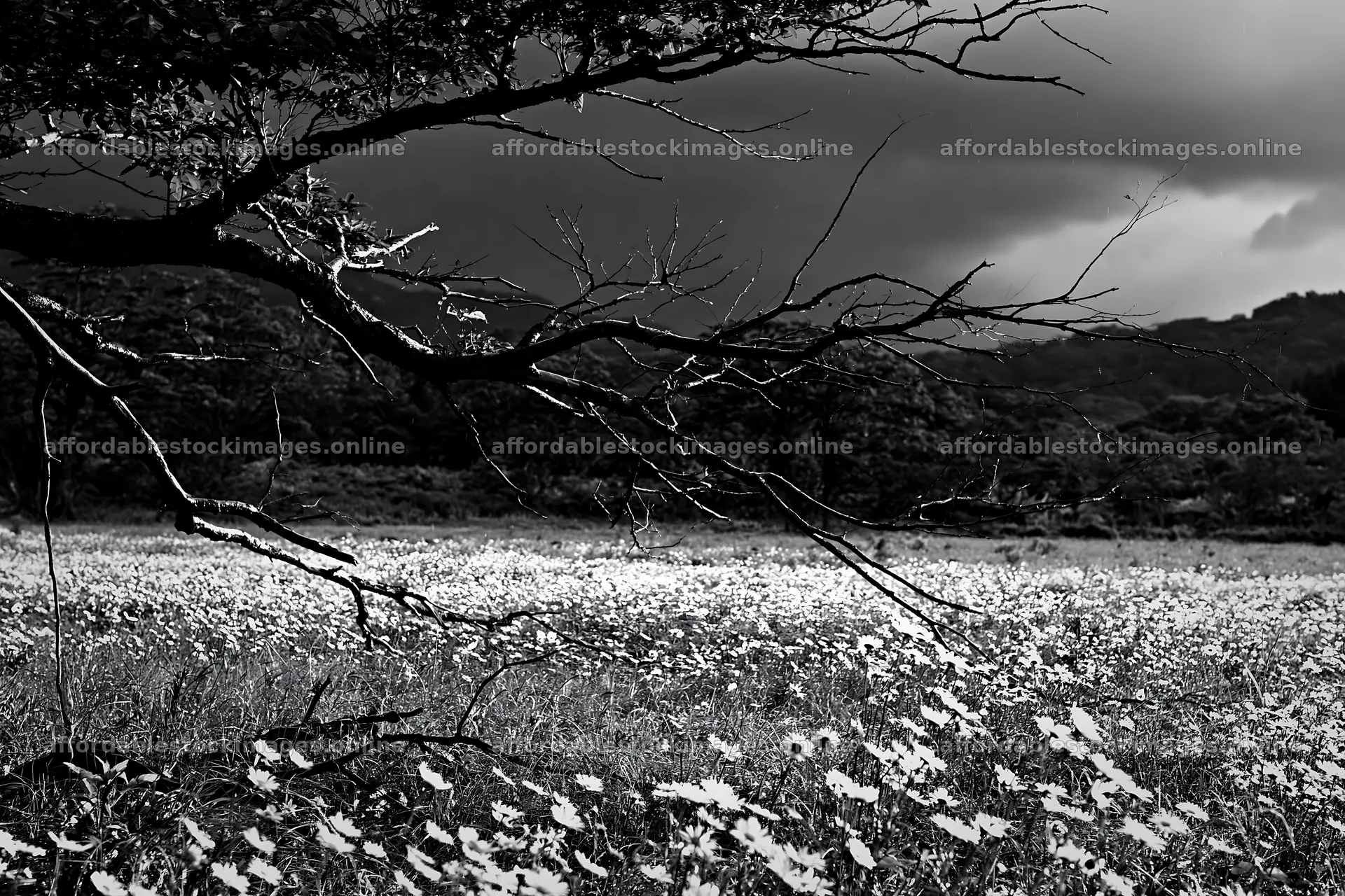 Yamagata rewilded meadow with fallen branch in foreground – stock images 9722x6480