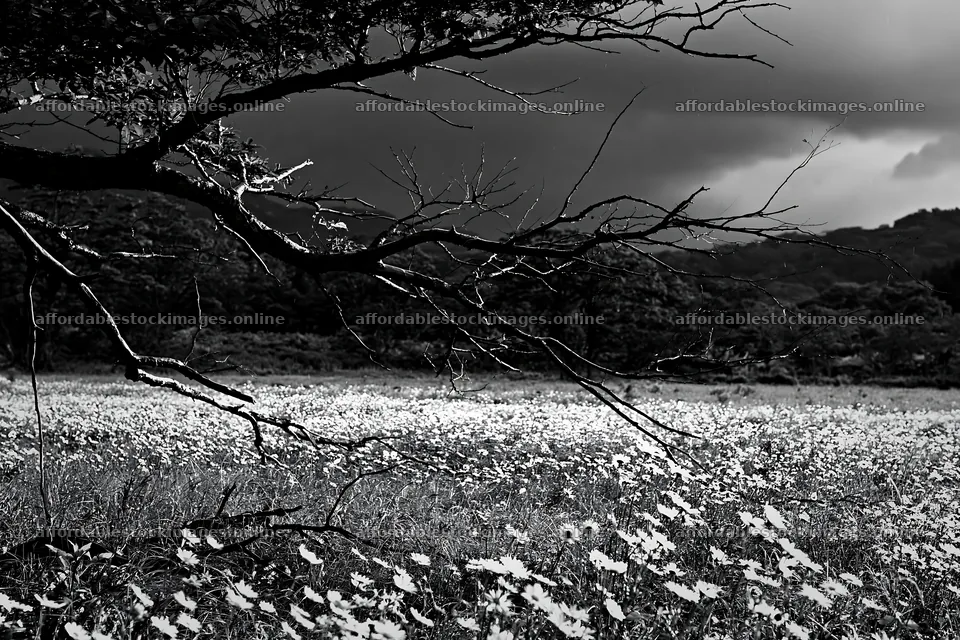 Yamagata rewilded meadow with fallen branch in foreground – stock images 9722x6480